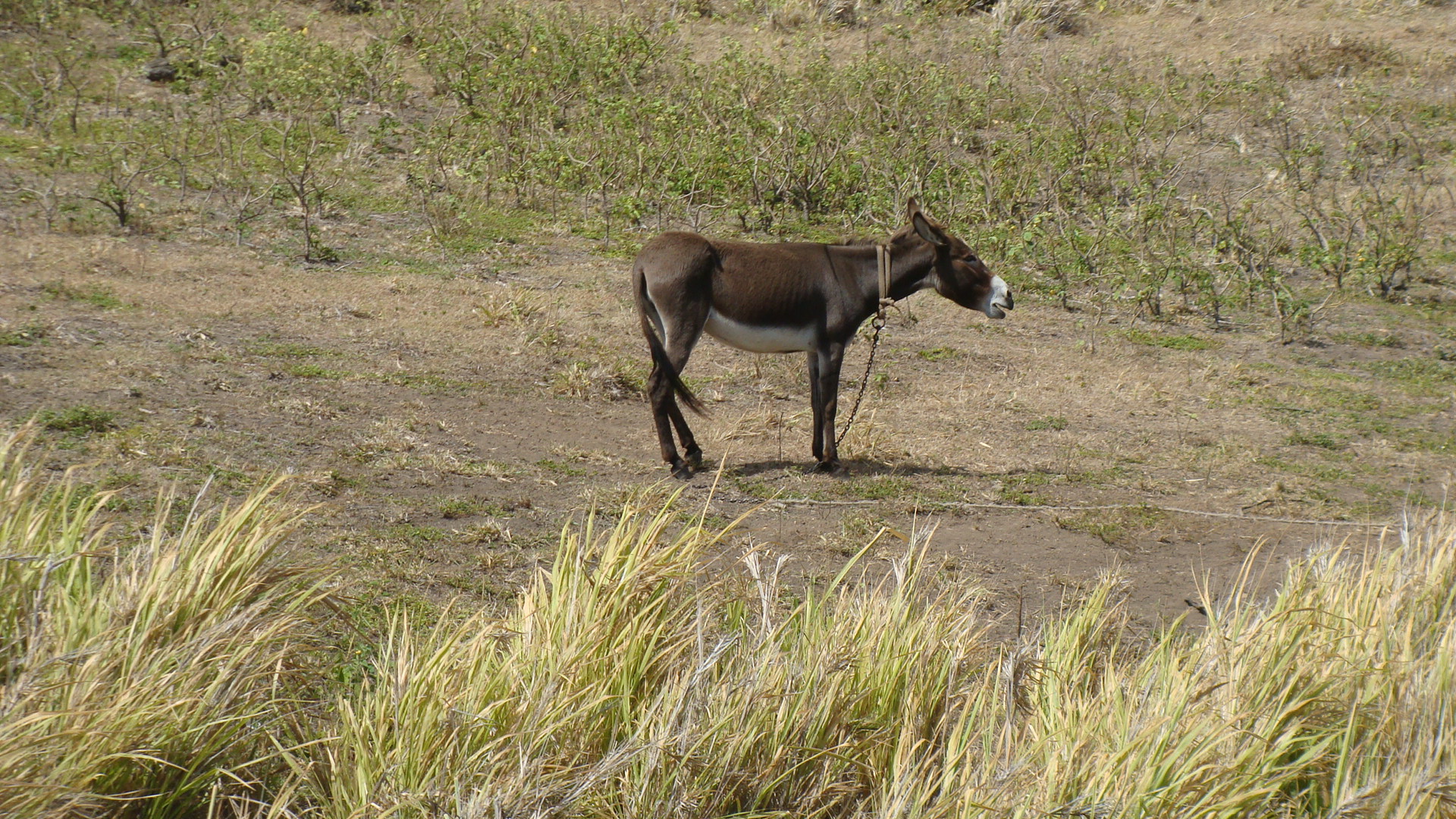 Lone donkey