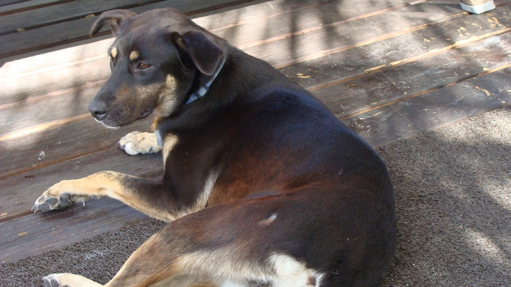 Momma dog loves our porch