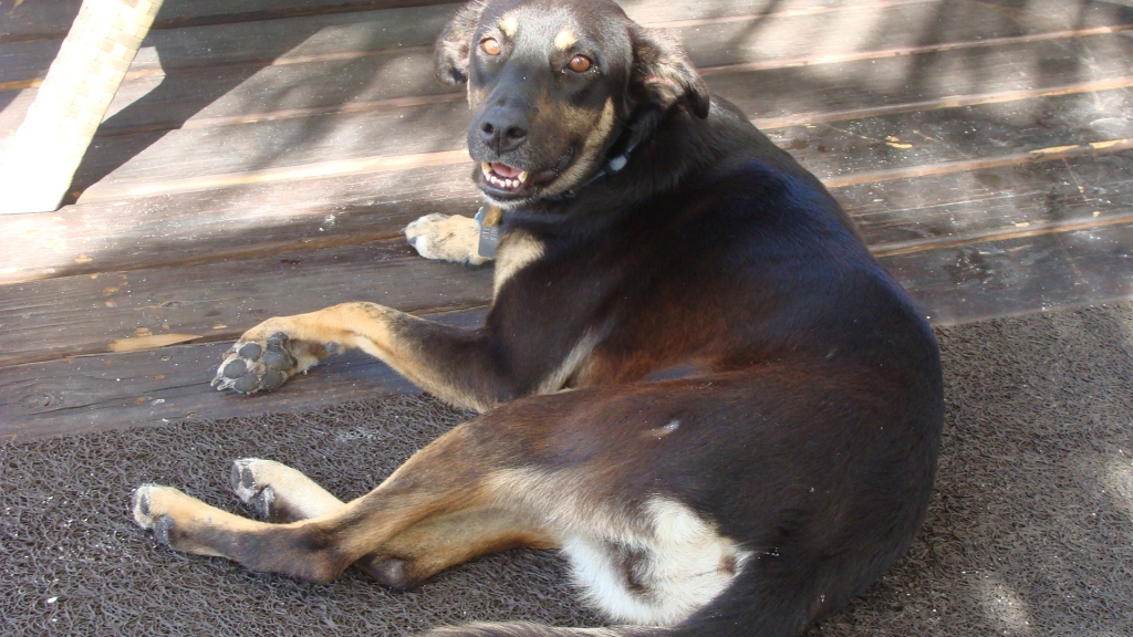 Momma dog loves our porch