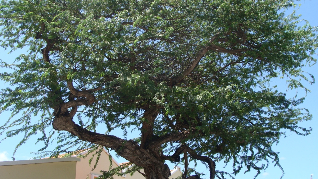 Oranjestad, Aruba