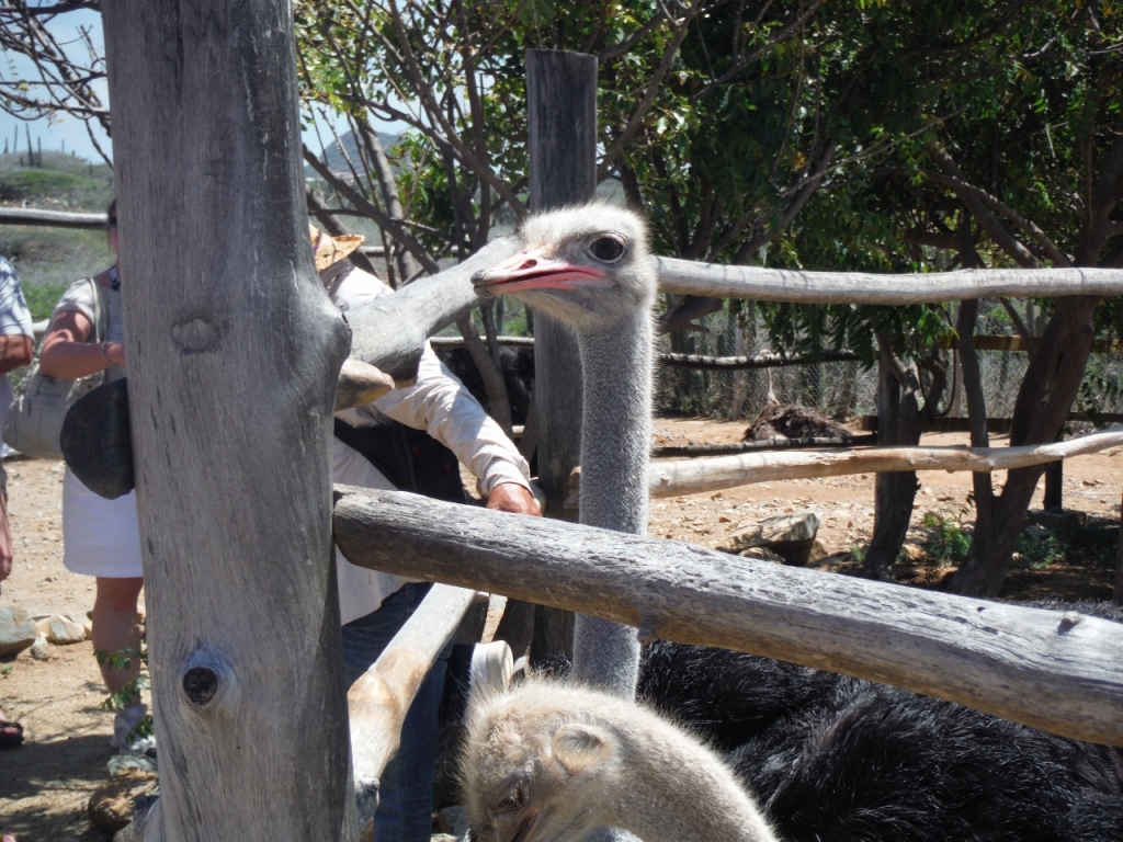 Ostrich Farm