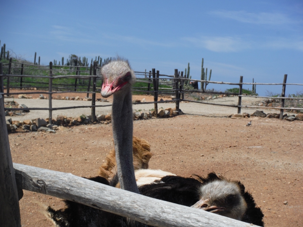 Ostrich Farm