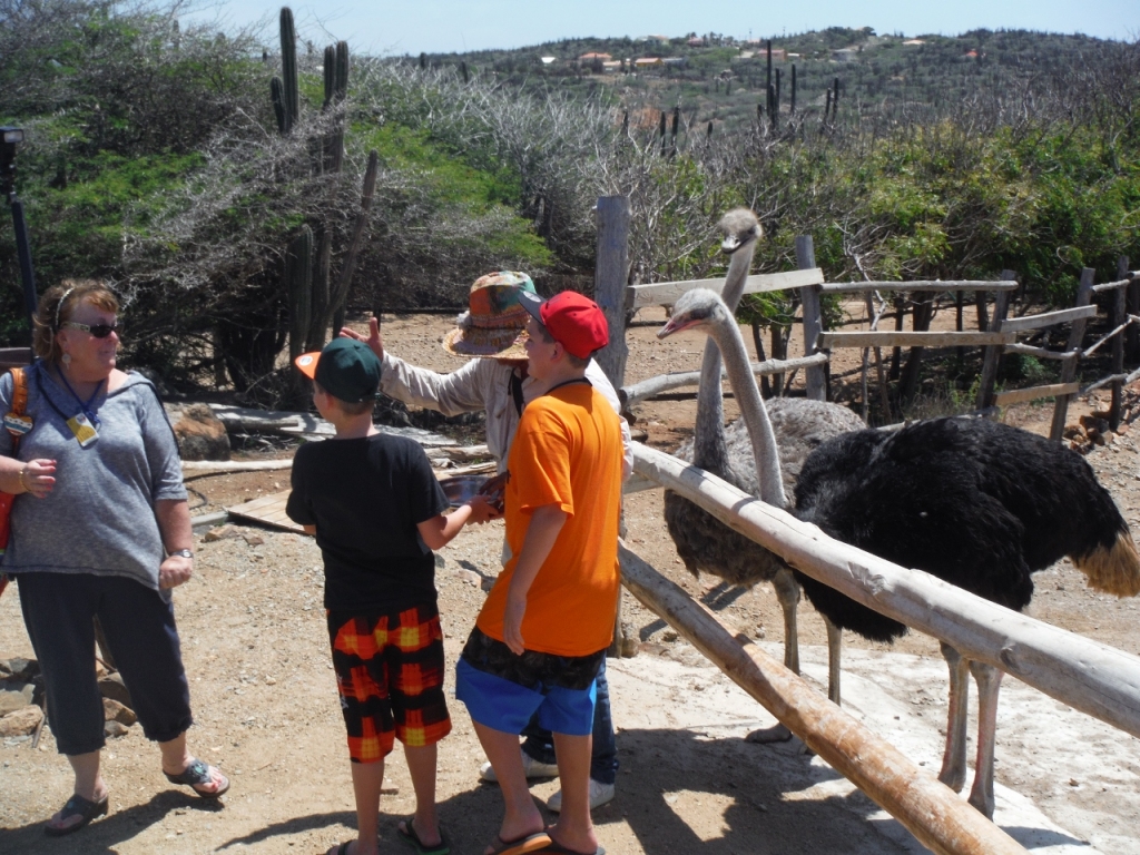 Ostrich Farm