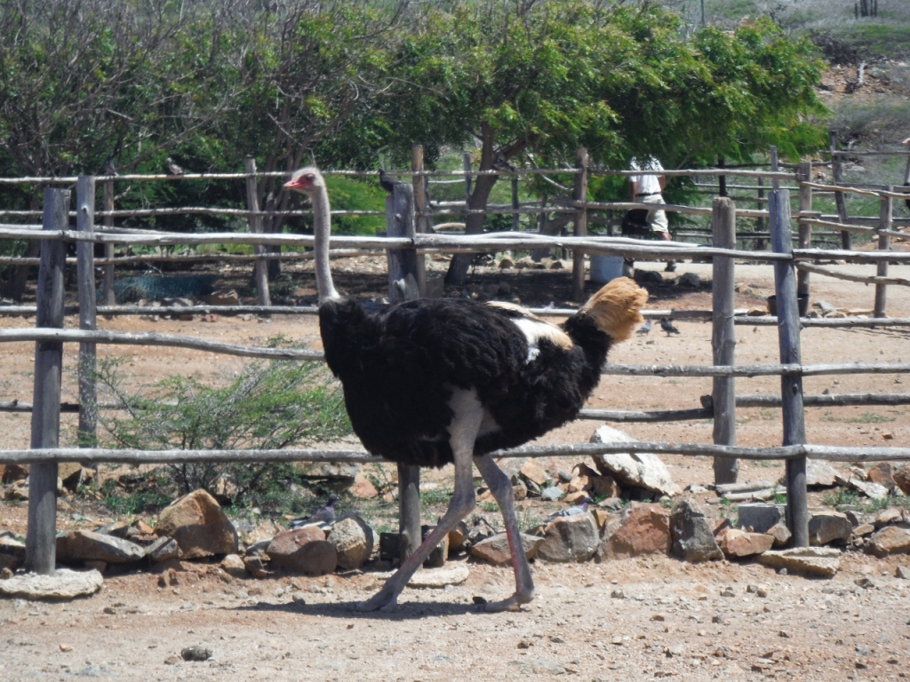 Ostrich Farm