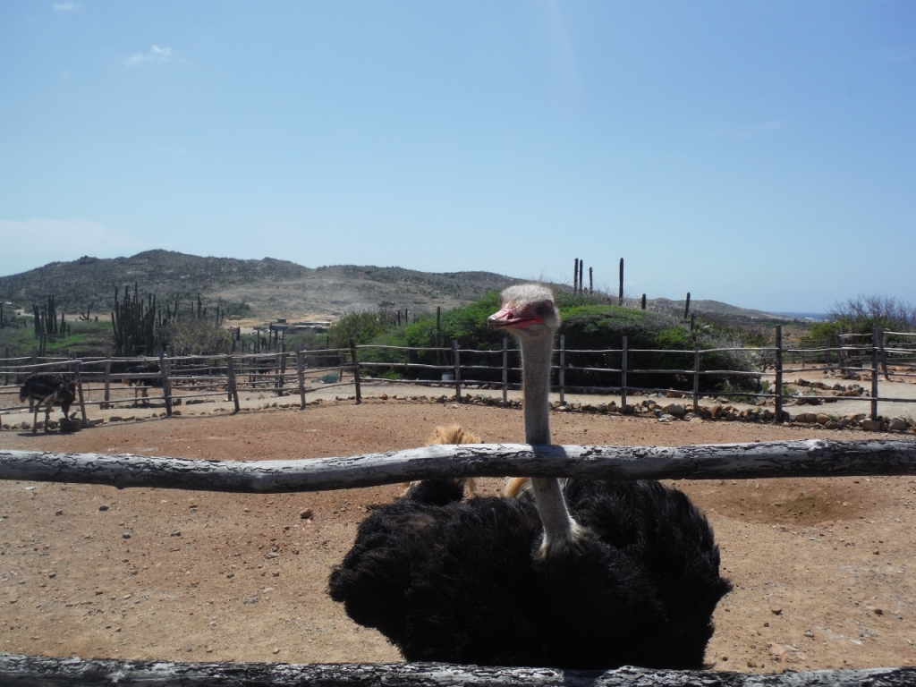 Ostrich Farm