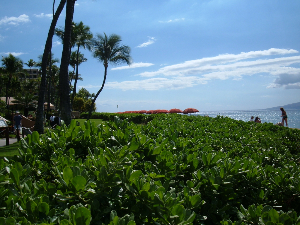 Palms and Umbrellas, Westin on Ka'anapali Beach