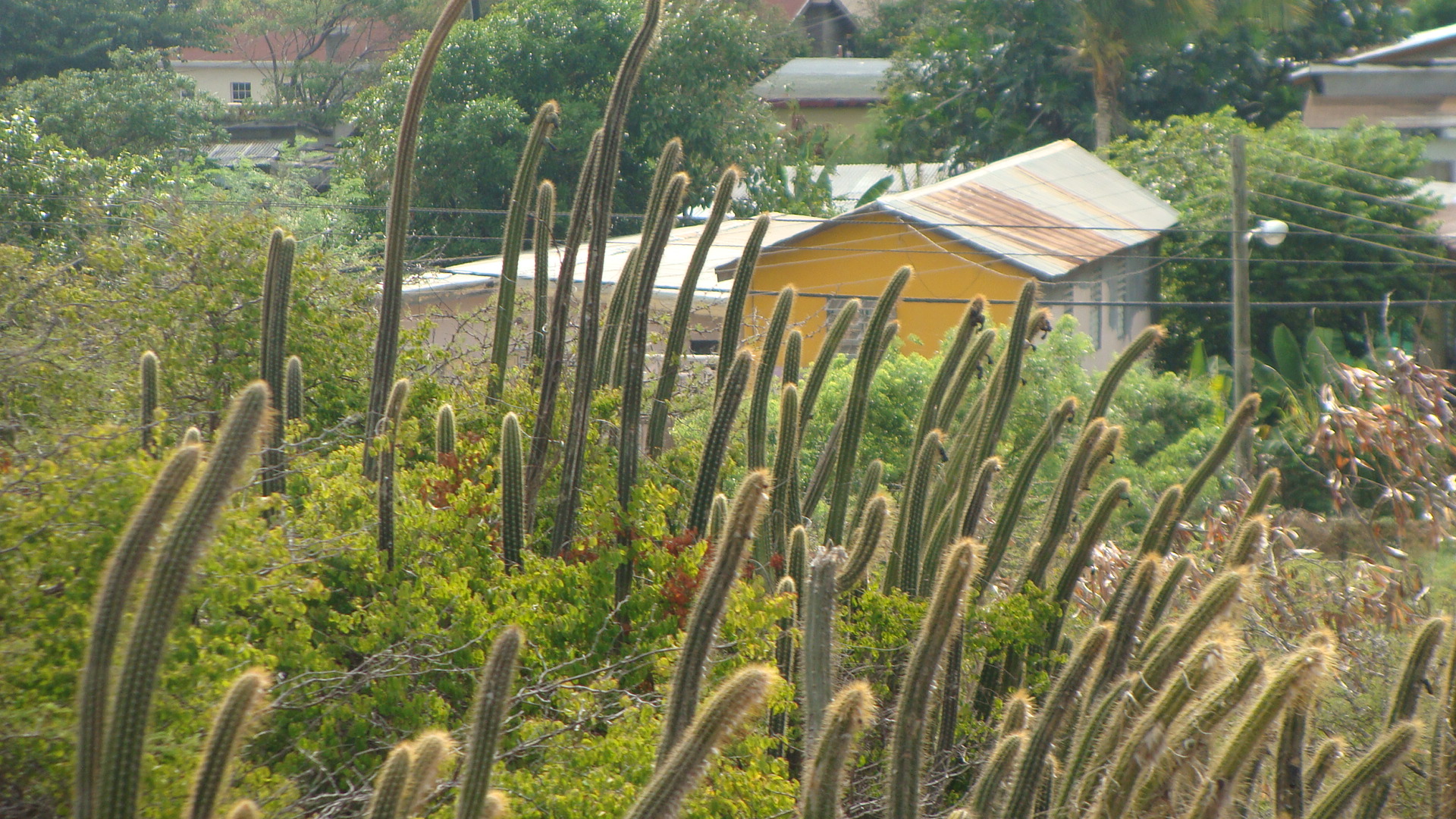 Scenic Railway view