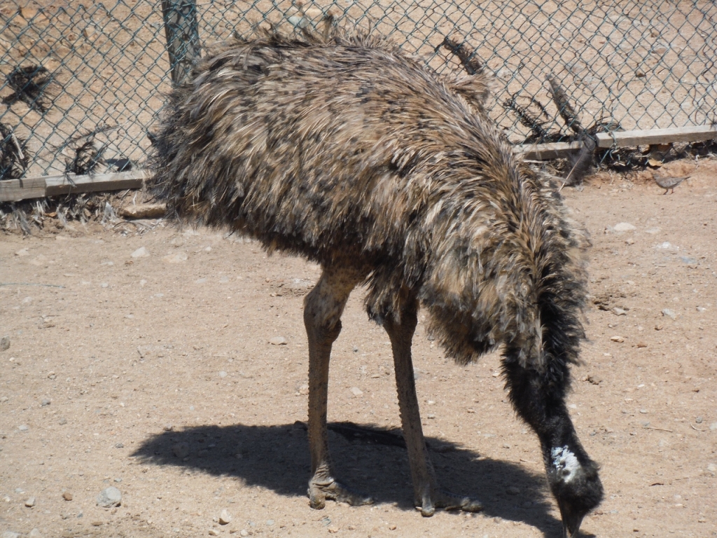 This is an Emu