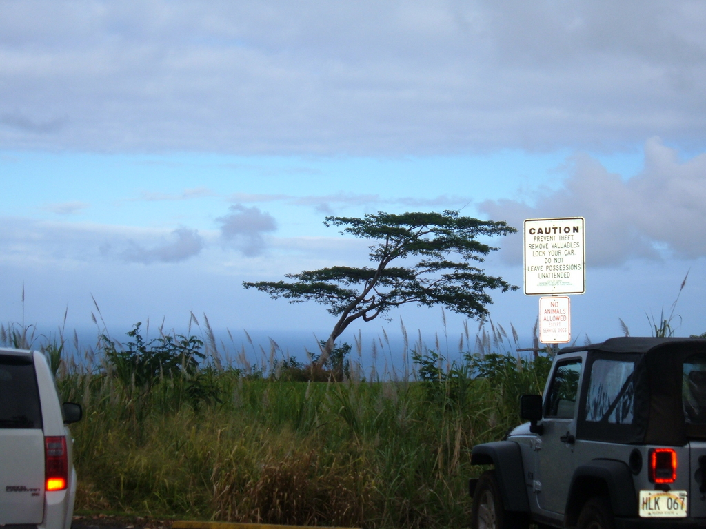 Tree Hilo