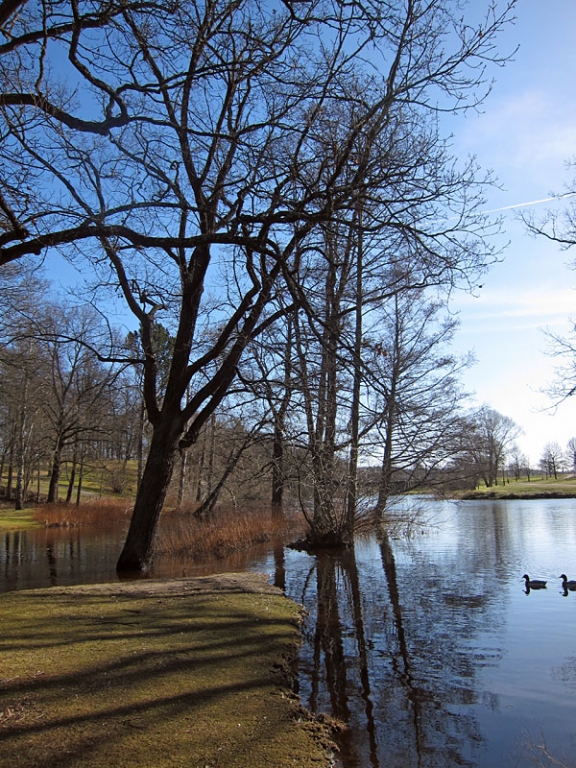 Trees_in_water