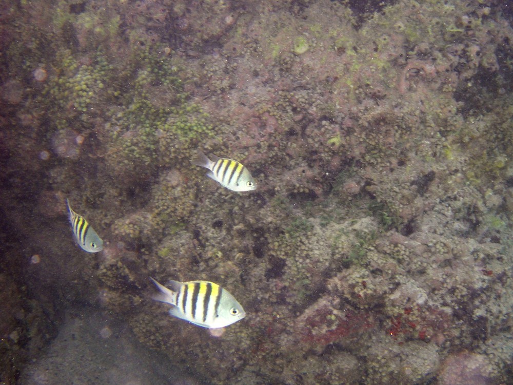 Tropical fish in Magens Bay