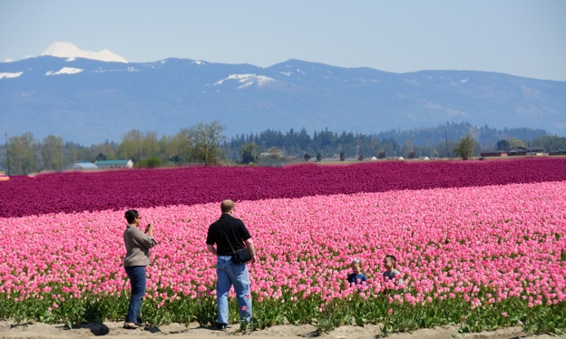 Tulips_2011