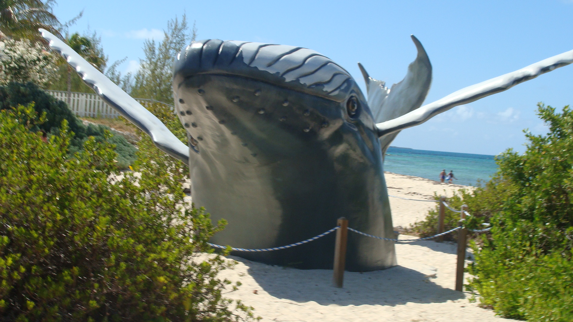 Whale Exhibit