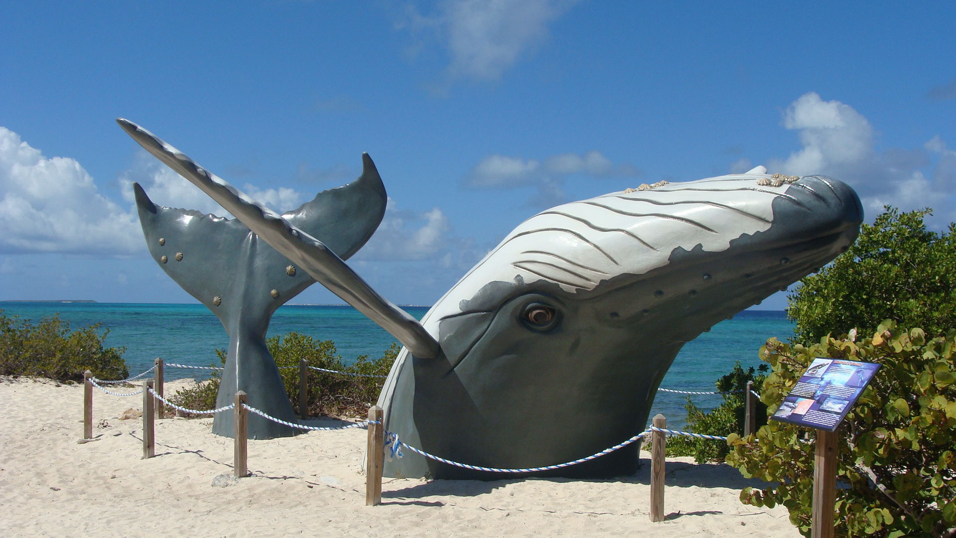 Whale Exhibit