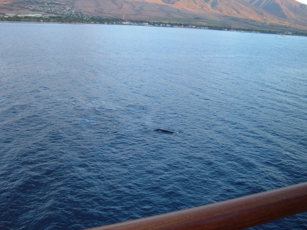 Whale near ship, Maui