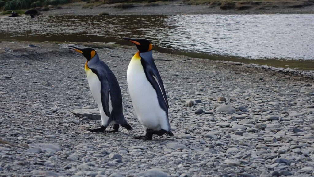 5 Reasons to Take an Expedition Cruise to Antarctica | 9